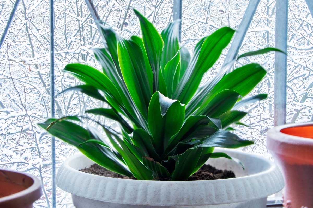 Cast Iron Plant Aspidistra elatior Live Houseplant