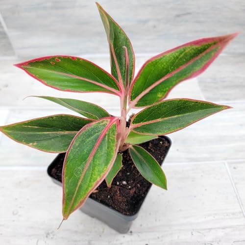 Chinese Evergreen Aglaonema Live Indoor Plant
