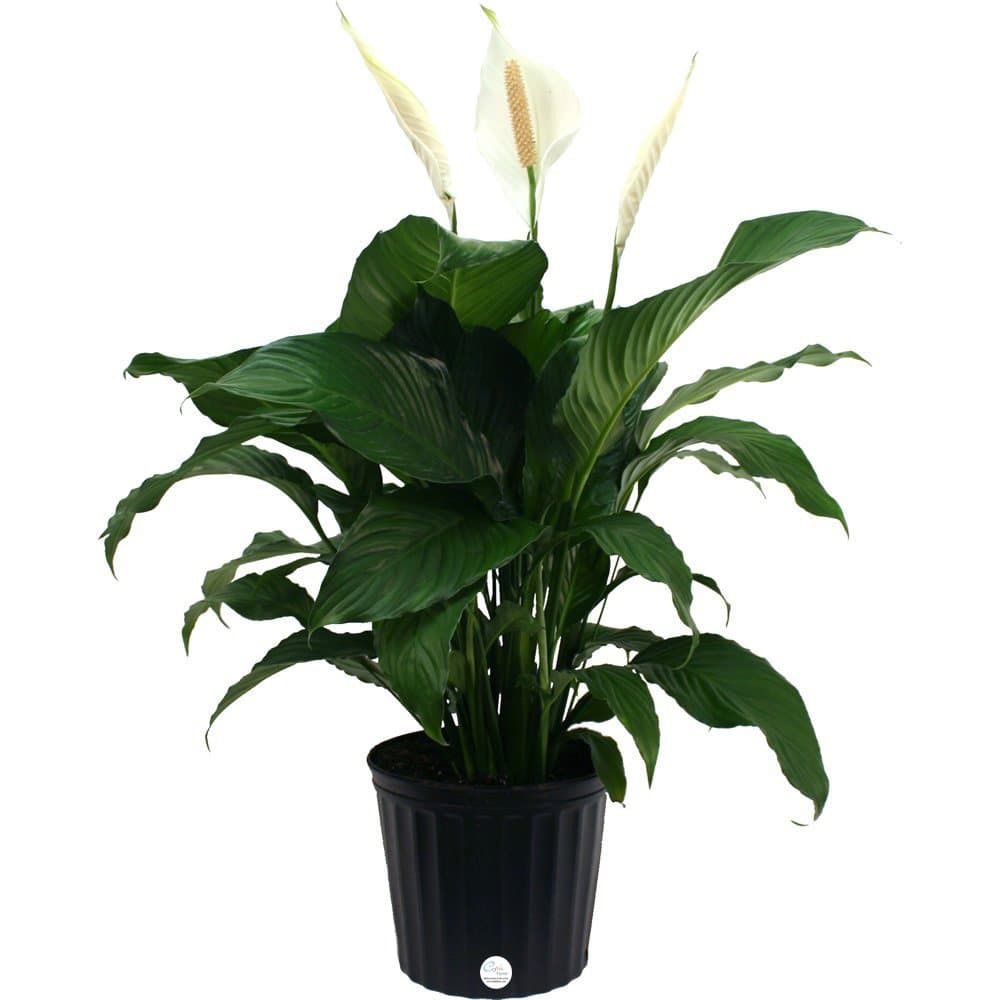 Costa Farms Peace Lily Live Plant in Decorative Pot