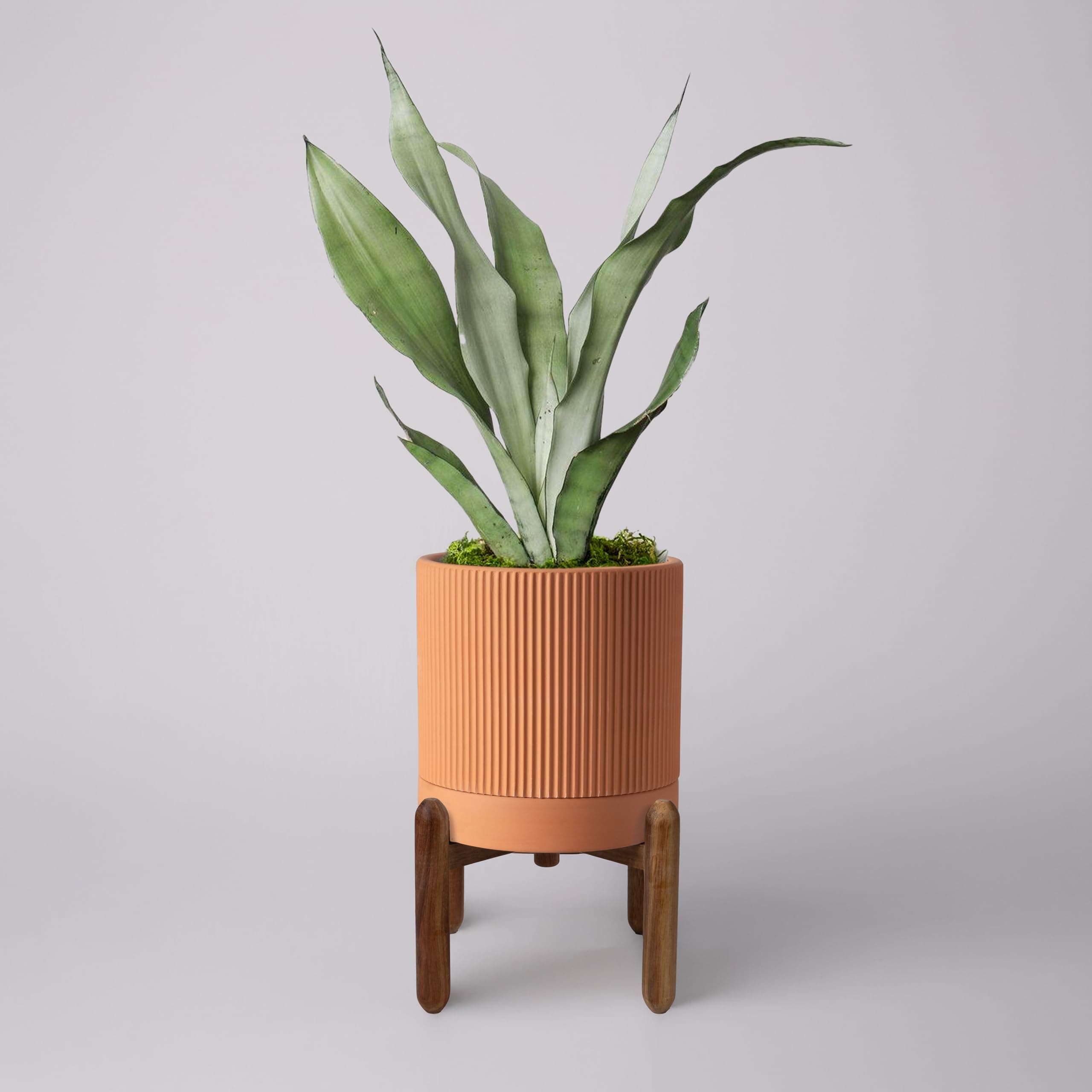 Large Terracotta Clay Pot 8 Inch