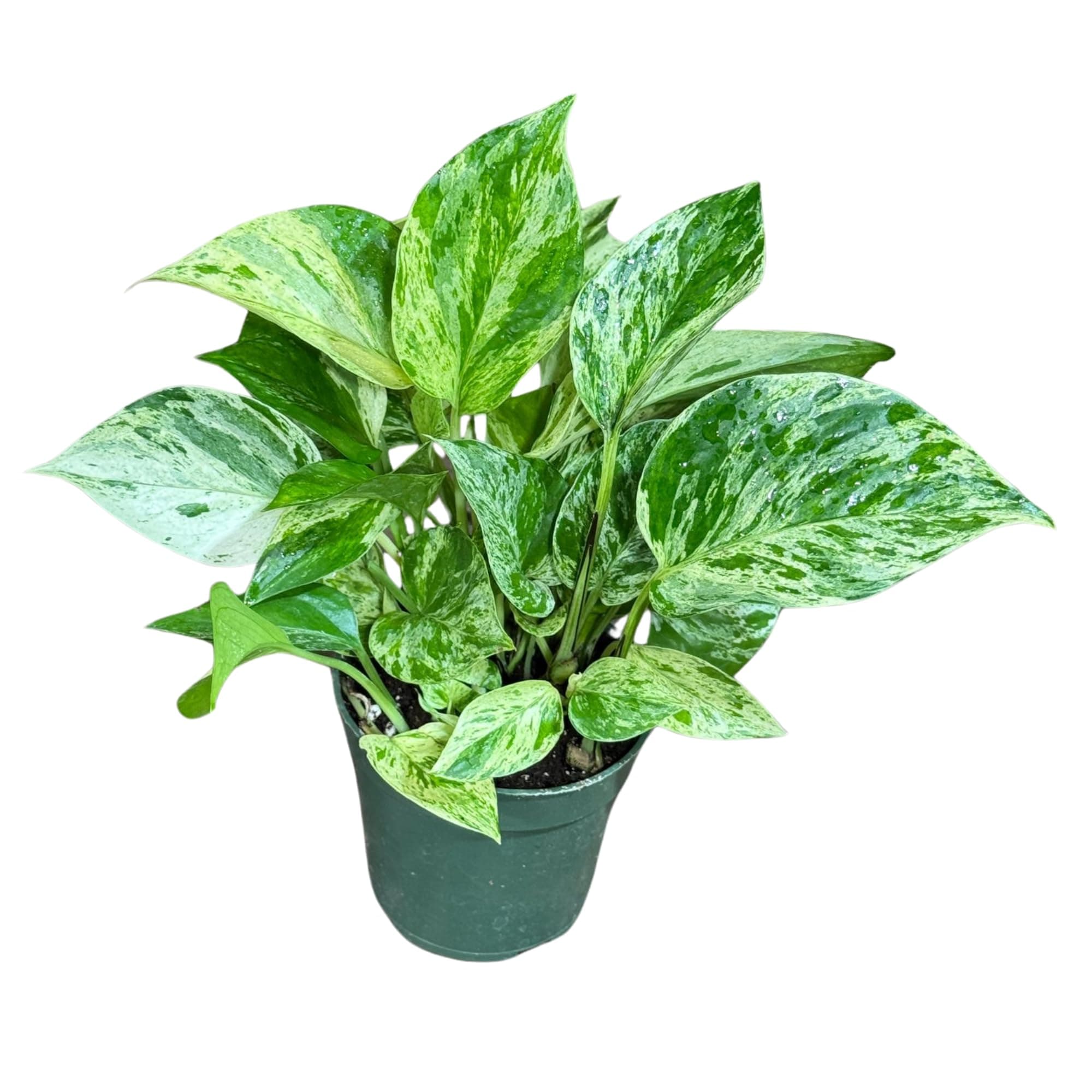 Marble Queen Pothos Live Plant in 4 in. Pot