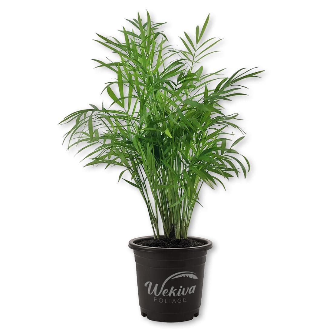 Parlor Palm Chamaedorea elegans Live Indoor Plant