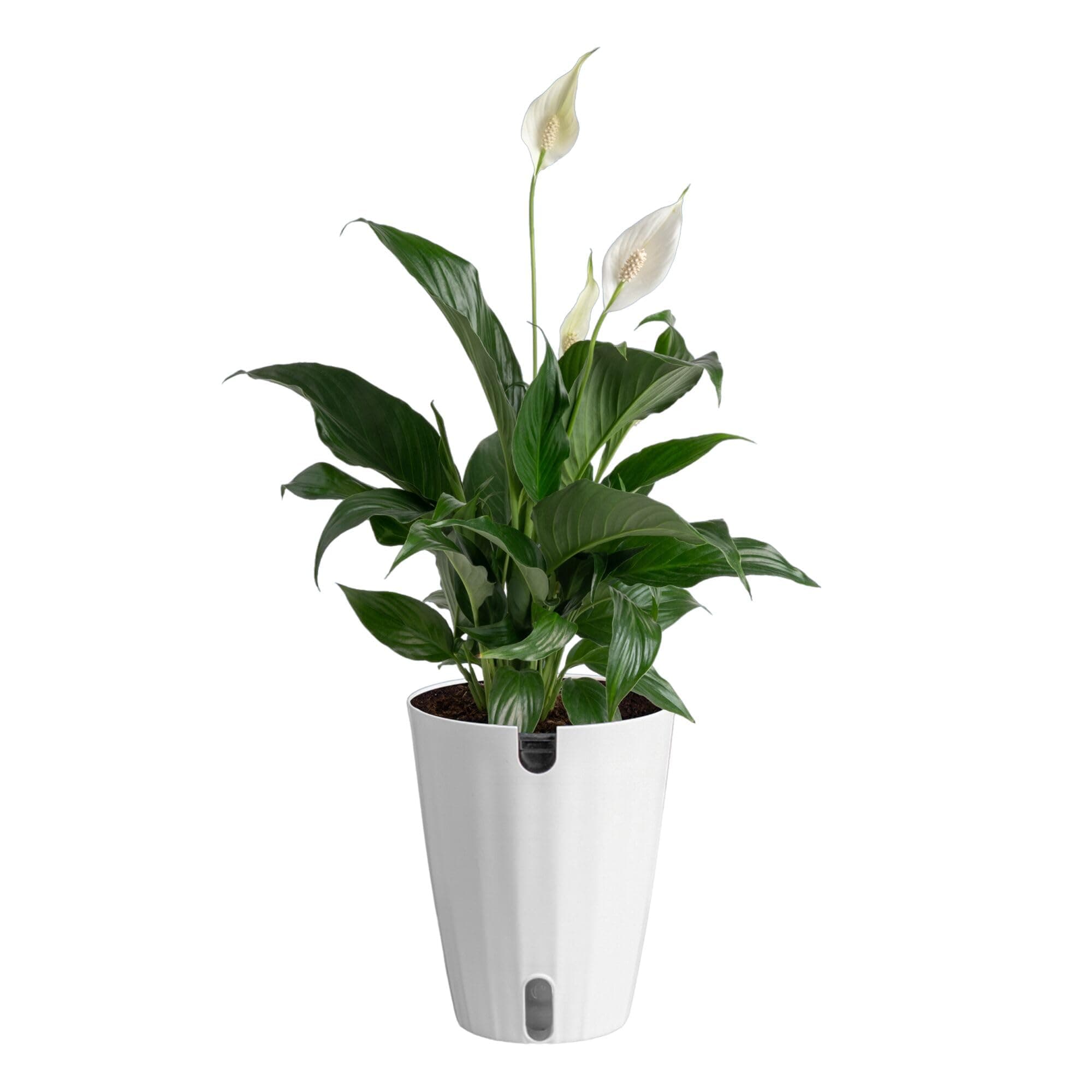 Live Peace Lily Indoor Plant