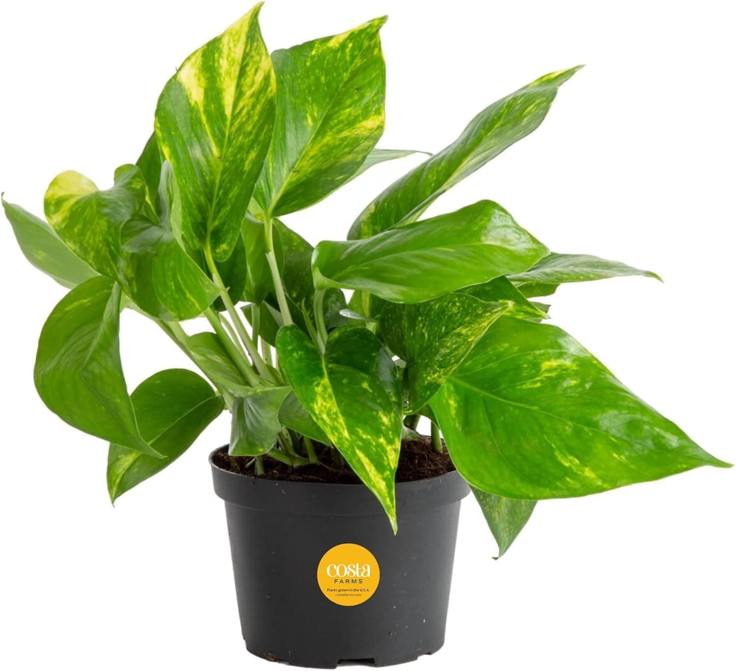 Live Golden Pothos Plant 4 Inch