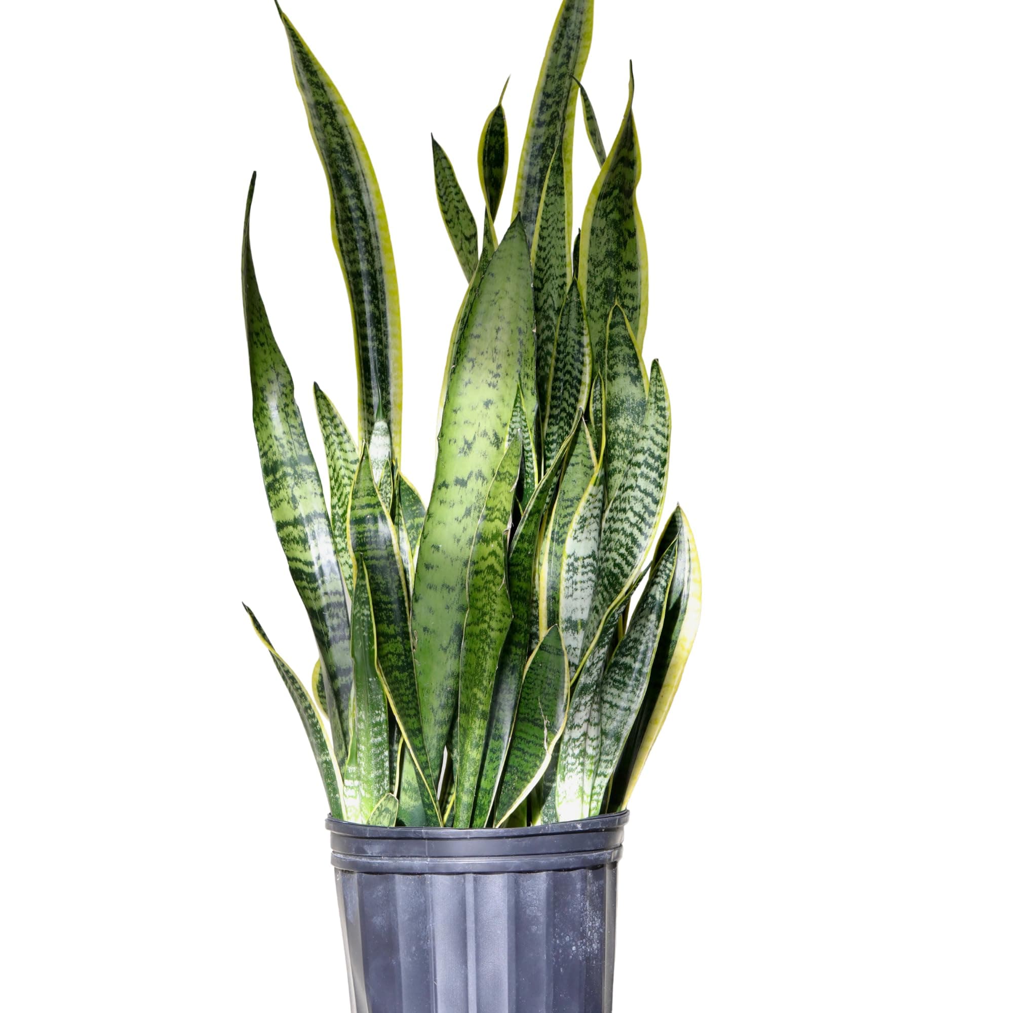Snake Plant Sansevieria Laurentii 6 in. Pot