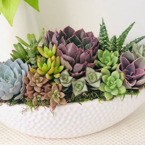 Concrete Succulent Planter Bowl with Drainage Hole