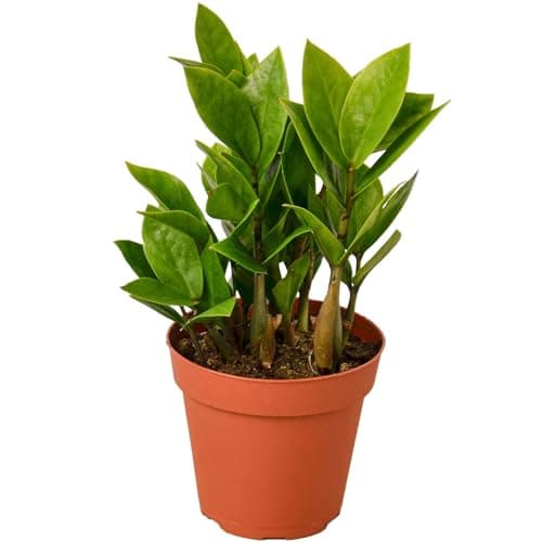 ZZ Plant Zamioculcas zamiifolia Live Indoor Plant